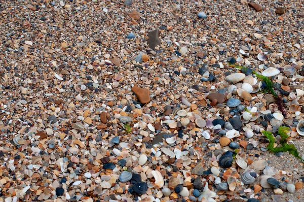 Muscheln Verschiedenen Formen Und Natürlichen Farben Nasse Muscheln Und Steine — Stockfoto