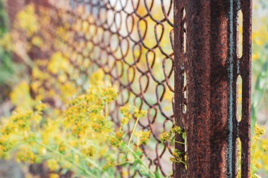 Tel örgü ve çit paslı metal sütun satırlar. Tel örgü ızgara doku. Yaz sarı çiçekli otlar ile yıpranmış metal net arka plan. Grunge arka planı. Rustik desenli dokular. Kırsal sahne 