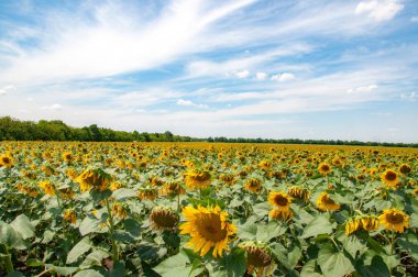 Ukrayna kırsalında kırsal alanda yeşil yaprakları ile güzel sarı ayçiçeği. Ufukta beyaz bulutlar olan yüksek mavi gökyüzü. Geleneksel tarım pastoral manzara. Ukrayna kırsalında yaz doğası güzelliği. Organik Tarım.