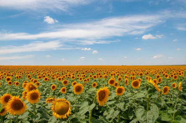 Ukrayna'da kırsal tarım arazisi peyzaj. Ufuk üzerinde beyaz bulutlar ile parlak sarı ortak ayçiçeği alanı. Çiçek açan çiçeklerle kırsal arazinin panoramik manzarası. Ukrayna kırsal peyzaj. Annuus Helianthus ayçiçeği tarım alanı