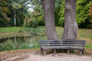 Sakin gölet su arka plan ile eski yıpranmış Ahşap banklar. Küçük, yetiştirilen gölet kıyısında iki büyük ağaç gövdeleri. Uman Ukrayna 'da Sofiyivsky Park Peyzaj. Sofievka uman parkta sakin sahne 