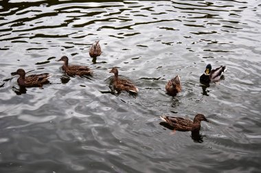Vahşi ördeklerin çoğu dalgalı ve parlak suda yüzüyor. Karanlık gölet suda gri Mallards. Uman Ukrayna 'da Sofiyivka Milli Parkı yaban hayatı. Sofievka uman parkta huzurlu sahne