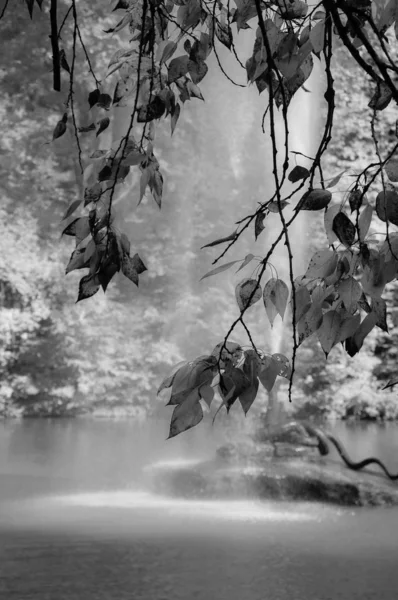 Чорно Біла Фотографія Фонтан Струменем Води Через Листя Дерева Зміїна — стокове фото