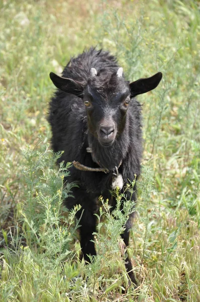 Chèvre Enfant Mignon Prairie Été Bébé Chèvre Pelucheux Noir Regarde — Photo