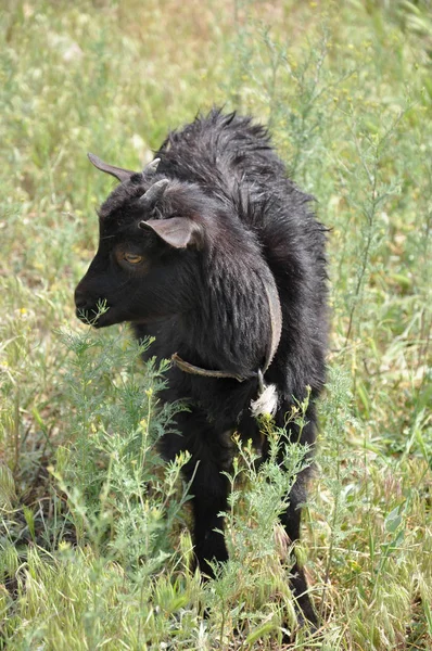 Bébé Chèvre Pelucheux Noir Paître Dans Herbe Sauvage Haute Scène — Photo