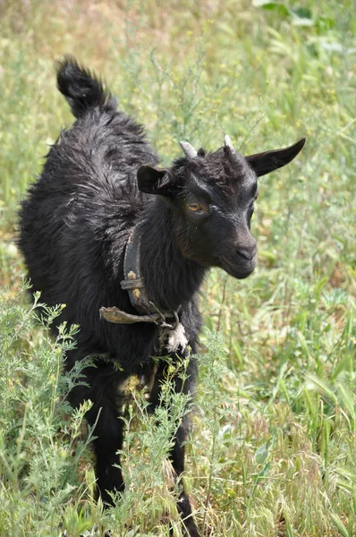 Bébé Chèvre Pelucheux Noir Attend Avec Impatience Debout Dans Herbe — Photo
