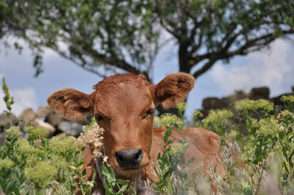 Cute Red Calf Laying High Green Wild Flowers Livestock Farming — Stock Photo, Image