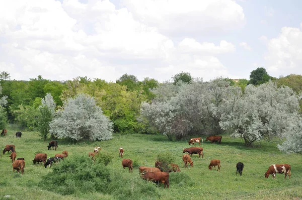 Red Cows Pasture Summertime Rural Landscape Cows Grazing Picturesque Countryside — Stock Photo, Image