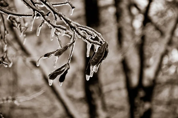 Branches Congelées Acacia Aux Graines Brunes Recouvertes Gouttes Glace Longues — Photo