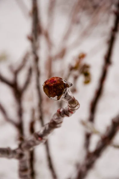 Pequeño Capullo Rosa Rojo Brillante Capullos Árbol Verde Cubiertos Hielo — Foto de Stock