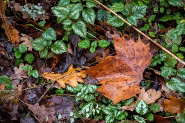 Akçaağaç yaprağı ve meşe yaprağı üst görünümü. Tazelenmiş yaprakları ile yeşil bitkiler arasında ıslak kahverengi yaprakları. Sonbahar doğanın dokuları. Ormanda sonbahar yağmurlu hava. Akçaağaç yakın çekim bırakır. Sonbahar yeşillik dokuları. Sonbahar arka planı.