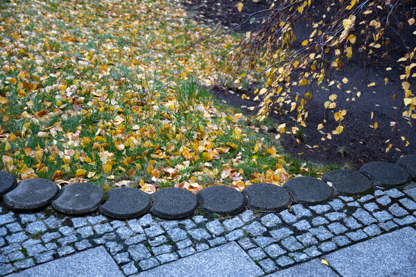 Birch tree branches with yellow fall leaves and green grass growing under tree and covered with autumn leaves. Paved round stones sidewalk in Berlin Germany. Cobblestone patterns. Stone textures.Autumn background.
