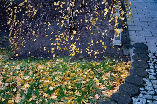 Groen Gras Groeit Onder Berken Boom Bedekt Met Herfst Bladeren — Stockfoto