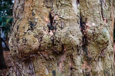 Düğümlenmiş kabuk yüzeyi yakın çekim. Ağaç gövdesi yapısının doğal kahverengi ve yeşil tonları arka plan. Eski ağaç kabuğu closeup kaba benekli doku. Doğal ahşap yapı zemin. Ağaç kabuğu yüzeyi yakın çekim. Orman temalı arka plan.