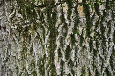 Çok derin çatlaklar ile ahşap kabuğu doku yeşil gri renk arka plan Tonları. Eski ağaç kabuğu closeup kaba doku. Yıpranmış ahşap kabuk arka plan. Doğal ahşap yapı zemin. Ağaç kabuğu yüzeyi yakın çekim. Orman temalı arka plan.