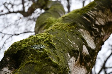 Bulanık arka plan ile huş ağacı dalları. Yeşil yosun ve likenler closeup ile kaplı beyaz ağaç kabuğu kırık yaşlı yüzey. Doğal ahşap kabuk arka plan. Doğal ahşap yapı zemin. Ağaç kabuğu yüzeyi yakın çekim. Orman temalı arka plan.