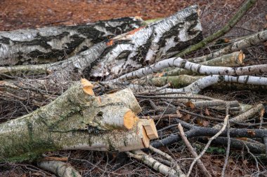 Kesilmiş ağaç gövdeleri ve kesilmiş huş ağacı dalları kazık. Kesit ağacı kütüğü. Yerde huş günlükleri ile ahşap arka plan. Kereste ahşap dokular. Kereste ahşap dokular. Doğal ahşap yapı zemin. Ağaç kabuğu yüzeyi yakın çekim. Orman temalı arka plan.