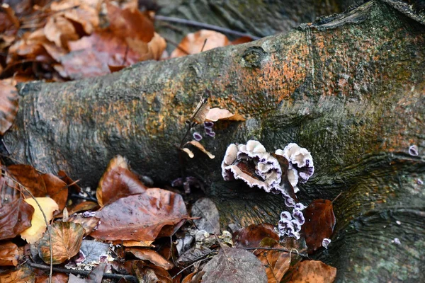 Tree mushroom bunch at wet wood bark surface on ground among wet fallen leaves after autumn rain. Piece of dirty tree bark covered with lichens and tree mushrooms. Natural fall forest background.
