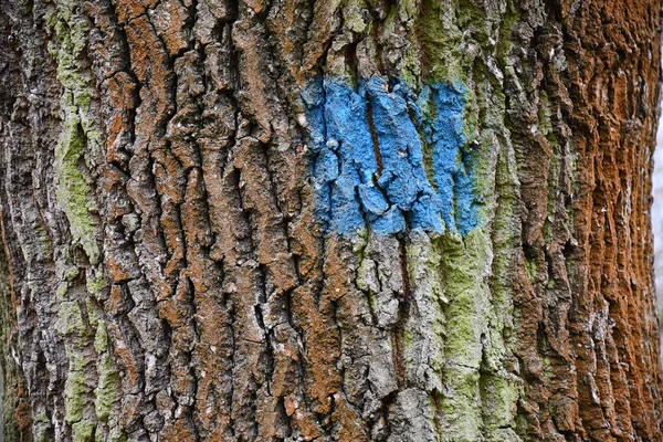 Μπλε Τετράγωνο Ζωγραφισμένο Ριγέ Επιφάνεια Φλοιού Ξύλου Πράσινες Και Καφέ — Φωτογραφία Αρχείου