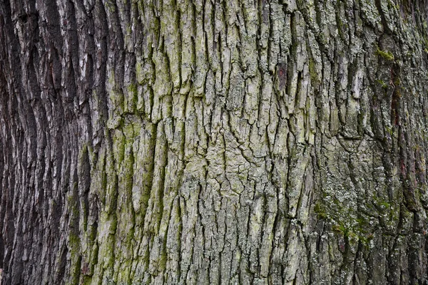 Natural grunge background of wood bark texture in shades of grey and green. Rough cracked texture of old tree bark. Weathered wooden bark backdrop. Natural wood structure backdrop. Tree bark surface closeup. Forest themed background.