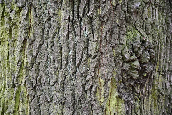 粗糙的深色木皮质地 深裂缝和青苔 老树皮表层特写 风化木皮背景 灰色和绿色阴影的自然背景 天然木结构背景 树皮表面特写 森林主题 — 图库照片