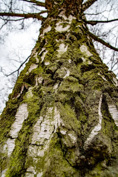 Κοντινά Πλάνα Του Κορμού Του Δέντρου Σημύδας Σπασμένη Επιφάνεια Φλοιού — Φωτογραφία Αρχείου