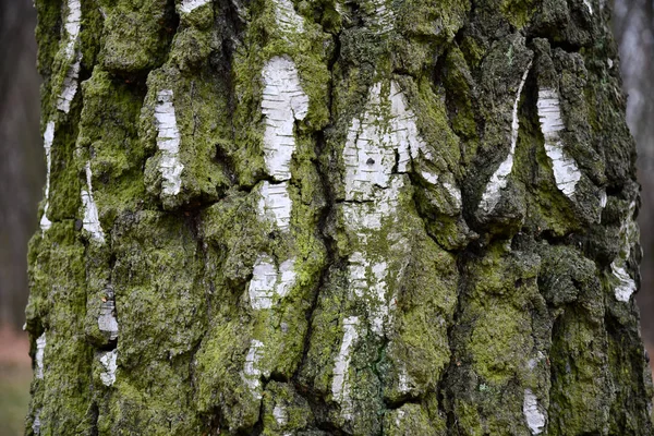 Aged weathered birch tree bark structure closeup. Wrinkled white bark surface overgrown with lush green moss in deep cracks. Cracked birch bark texture. Natural wood structure backdrop. Tree bark surface closeup. Forest themed background.