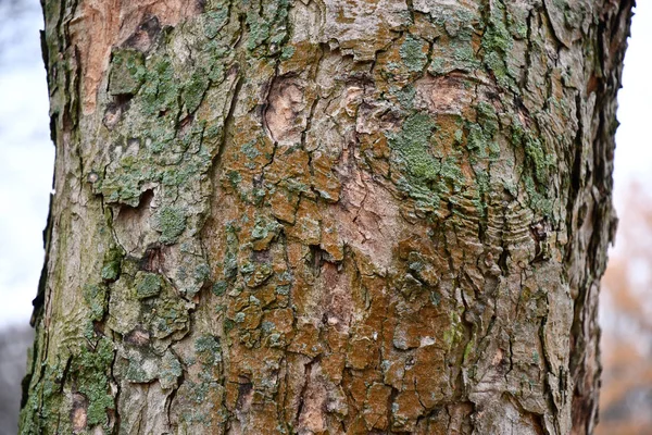 Peeling tree bark surface overgrown with green moss and brown lichens. Rough texture of old tree bark closeup. Spotted structure of tree trunk. Wood textured background. Natural wood structure backdrop. Tree bark surface closeup. Forest background.