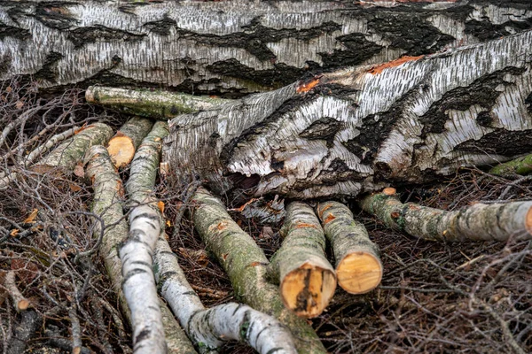 Σωρός Από Πριονισμένο Ξύλο Και Κλαδιά Κομμένα Δέντρα Διατομή Κορμών — Φωτογραφία Αρχείου