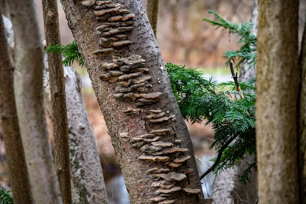 Πολλά Μικρά Καστανά Μανιτάρια Δέντρου Στην Επιφάνεια Του Φλοιού Του — Φωτογραφία Αρχείου