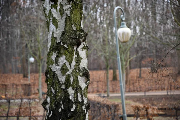 Φθινόπωρο Τοπίο Σημύδα Δέντρου Στο Προσκήνιο Και Αποεστιασμένη Ρετρό Φώτα — Φωτογραφία Αρχείου