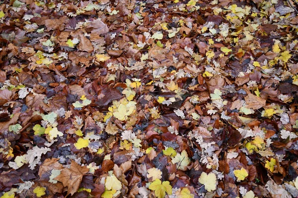 Bunte Herbstblätter Bedecken Nach Dem Regen Den Boden Feuchte Herbstblatttexturen — Stockfoto