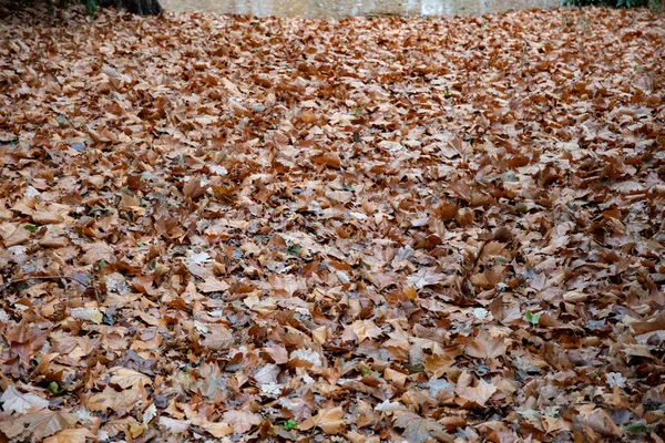 Viele Herbstblätter Bedecken Den Boden Park Von Berlin Texturen Trockener — Stockfoto