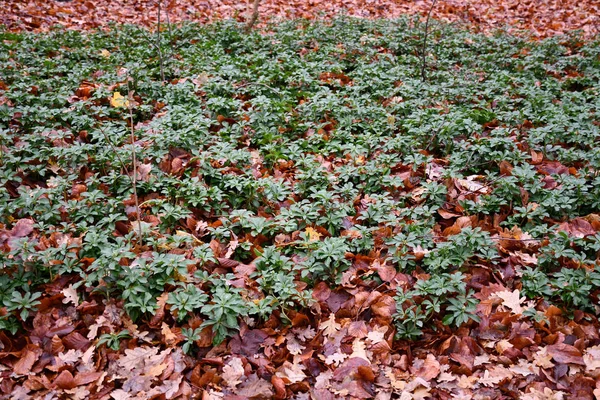 Frische Grüne Wildpflanzen Sprießen Durch Herbstbraunen Laubteppich Auf Dem Boden — Stockfoto