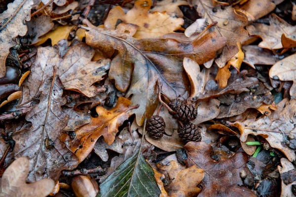 Nasse Schmutzige Eichenblätter Mit Nadelzapfen Nahaufnahme Herbstlaub Bedeckt Nach Regen — Stockfoto