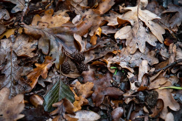 Nasse Schmutzige Eichenblätter Mit Nadelzapfen Nahaufnahme Herbstlaub Bedeckt Nach Regen — Stockfoto