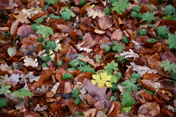 Kleine Gelbe Blätter Und Grüne Wildpflanzen Die Durch Herbstbraune Blätter — Stockfoto