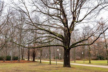 Berlin Almanya'nın Tiergarten parkında patika yakınında dallı ağaç. Sonbahar mevsiminde kimseyle sakin bir manzara. Sonbahar mevsimsel görünüm. Çıplak ağaçlar ve sokak lambaları ile park. Sonbahar sezonunda seyahat. Sonbahar manzarası. Sonbahar sezonu görünümü.