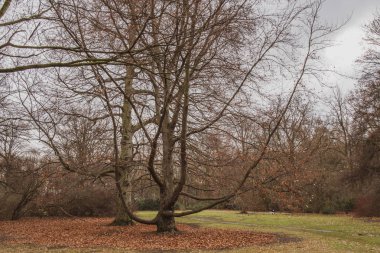 Berlin Almanya'nın Tiergarten parkında çim merkezinde büyük dallı ağaç. Sonbahar mevsiminde kimseyle sakin bir manzara. Sonbahar mevsimsel görünüm. Çıplak ağaçlı orman. Sonbahar sezonunda seyahat. Tiergarten parkta çim merkezinde büyük dallı ağaç.