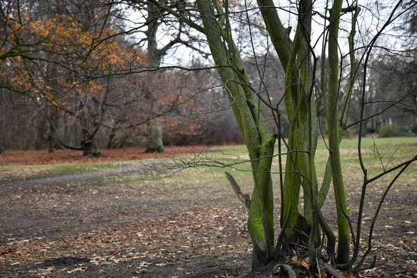 Opadavé Křovnaté Kmeny Pokryté Zeleným Mechem Padlé Pozadí Park Berlínské — Stock fotografie