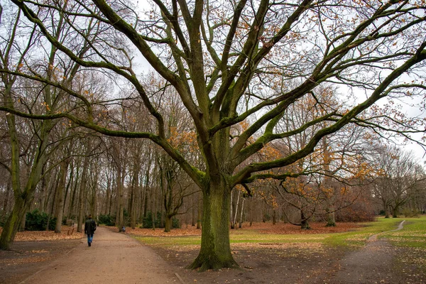 Yeşil yosun ile kaplı dallı gövde ile büyük yaprak döken ağaç. Berlin Almanya'nın Tiergarten parkında patikadan yürüyen tanınmayan erkek figürü ile sakin sonbahar manzarası. Berlin Almanya'nın parkında Sonbahar sezonu. Sonbahar manzarası. 