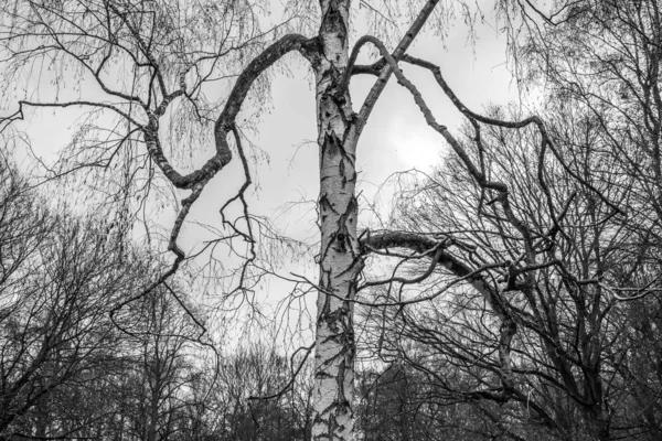 Birch tree trunk with big branches on grey sky background. Tree twigs textures. Autumn backdrop. Black and white photo of bare trees. Dramatic winter landscape.