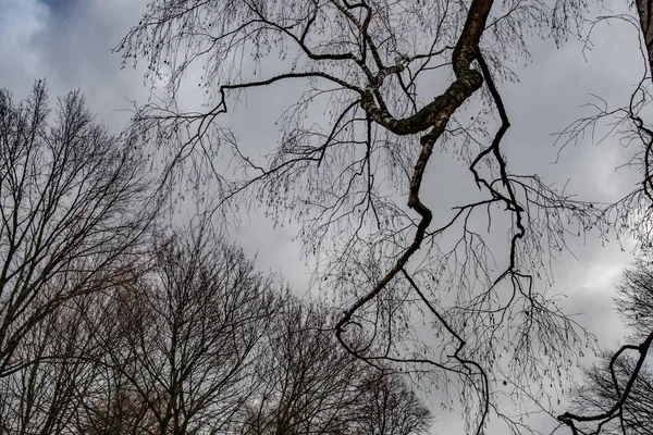 Silhouettes Branches Noires Sur Fond Ciel Dramatique Textures Des Branches — Photo