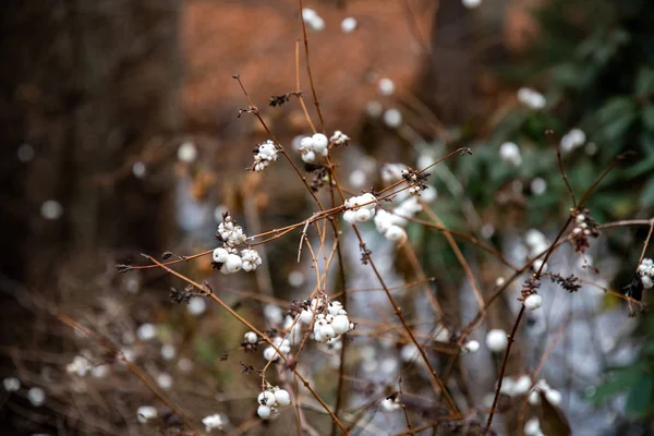 Pequenas Bagas Brancas Redondas Galhos Secos Arbustos Plantas Selvagens Com — Fotografia de Stock