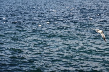 Beyaz martılar Odessa Ukrayna Karadeniz kıyı şeridinin mavi deniz suyu üzerinde uçuyor. Deniz arka planı. Sakin deniz manzarası. Dalgalanma su yüzey dokusu  