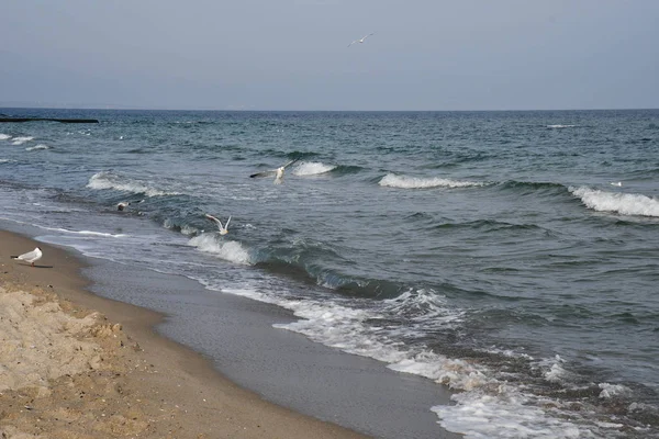 Kıyı şeridiıslak kum üzerinde beyaz martı ve birkaç kuş Odessa Ukrayna Karadeniz sahilinde deniz sörfü üzerinde uçuyor. Beyaz köpüklü dalgalar. Deniz arka planı. Sakin deniz manzarası.  