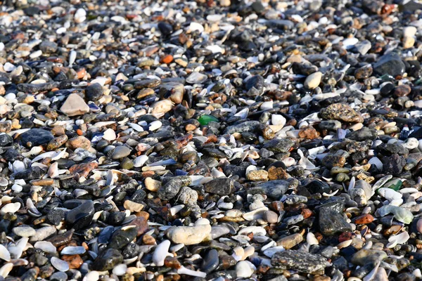 Красочные Ракушки Мелкие Камни Пляжного Песка Прибрежной Зоне Черного Моря — стоковое фото