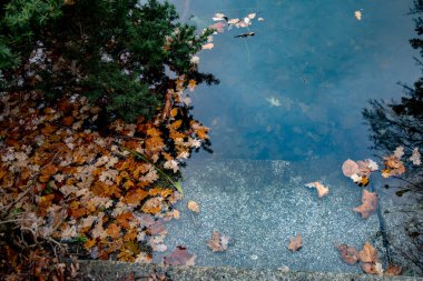 Sonbahar yaprakları gölete düştü. Ağaçların ve yüzen meşe yapraklarının bulanık yansıması ile su yüzeyi. Berlin Almanya Tiergarten kamu parkı göl Sonbahar arka plan. Doğal mevsimsel zemin