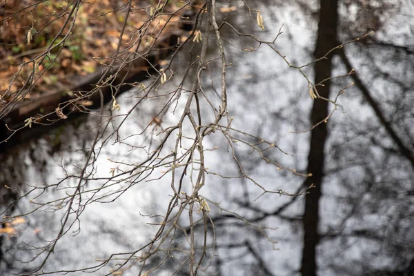 Fokus Auf Dünne Gebogene Zweige Auf Dem Hintergrund Der Verschwommenen — Stockfoto