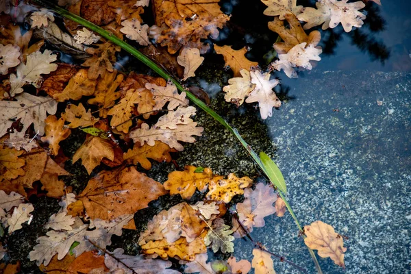 Листья Дуба Клена Упали Пруд Спокойная Поверхность Воды Плавающими Листьями — стоковое фото